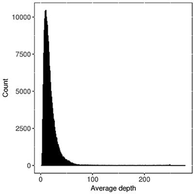 Genomic Prediction in Tetraploid Ryegrass Using Allele Frequencies Based on Genotyping by Sequencing